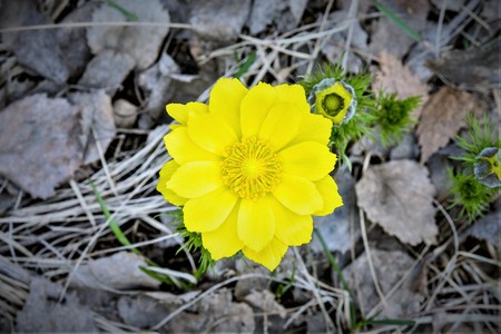 Yellow flower spring. Adonis is a genus of plants of the Buttercup family.の写真素材