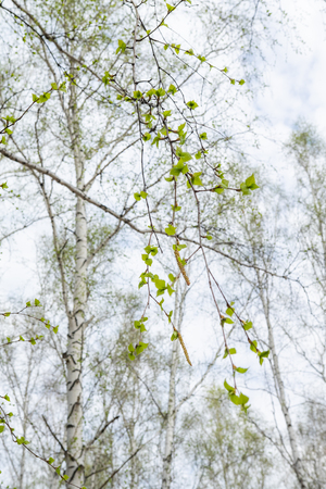 Birch trees forest grass early spring landscape forest area.の写真素材