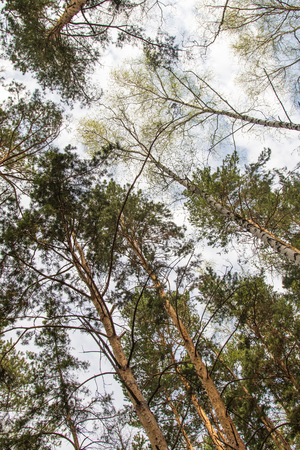 Pine trees against the blue sky view from the bottom, pine forest landscape.の写真素材