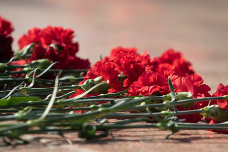 Red carnation flowers are a great bouquet.の写真素材
