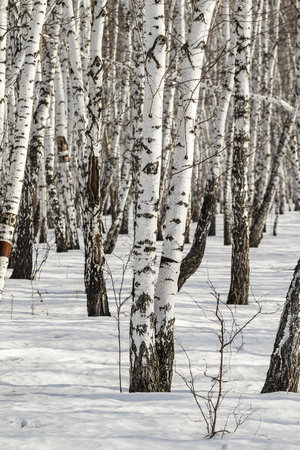 Birch forest winter landscape.の写真素材