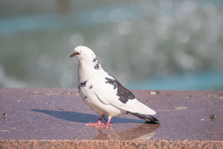 Wild dove sits, blurred background, summer nature.の写真素材