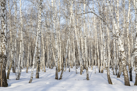Birch forest winter landscape.の写真素材
