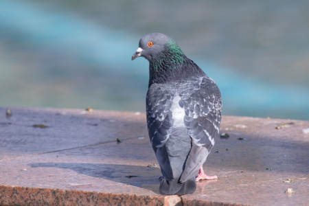 Wild gray blue close up, sitting on a blurred background.の写真素材