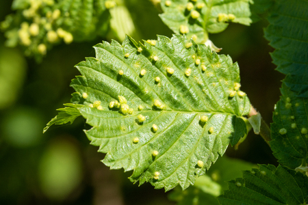 Green leaves with insects aphid.の写真素材