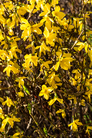 Plant flowers of yellow mimosa close upの写真素材