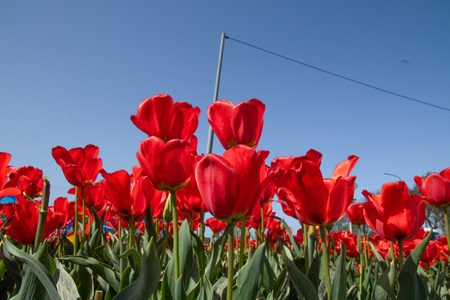 Tulip flowers against the blue sky, bottom view, red, white and yellow.の写真素材