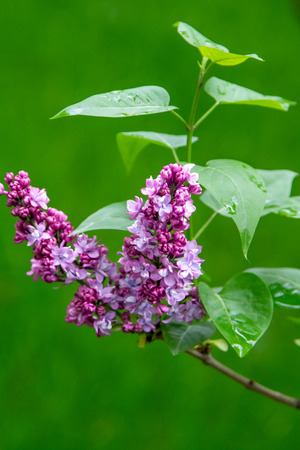 purple flowers lilac, spring natureの写真素材