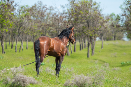 The horse is grazed in the summer on a green meadow.の写真素材