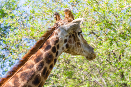 Giraffe head portrait, sky green trees.の写真素材
