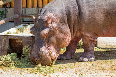 Portrait of a hippopotamus eating grassの写真素材