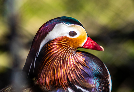 A close up profile of a Mandarin duck.  Aix galericulata, waterfowl.の写真素材