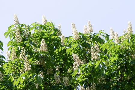 Flowers of white chestnuts with green foliage.の写真素材