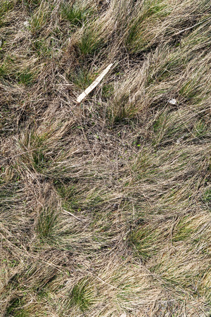 Dry grass spring landscape background.の写真素材