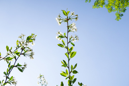 White flowers of apple cherry against the blue sky. Nature is spring.