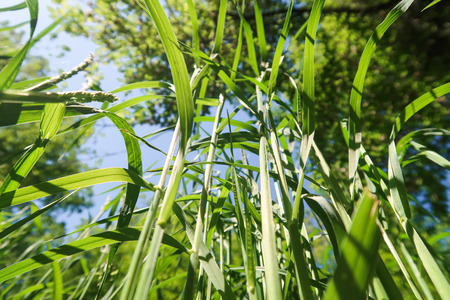 Green grass bottom view to the sky.の写真素材