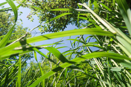 Green grass bottom view to the sky.の写真素材