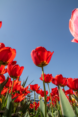 Tulip flowers against the blue sky, bottom view, red, white and yellow.のeditorial素材