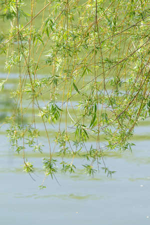 Nature green leaves of a tree in spring.