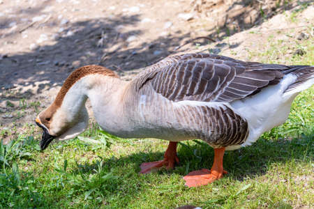 Goose gray close-up in green grass, nature bird gray goose.の写真素材