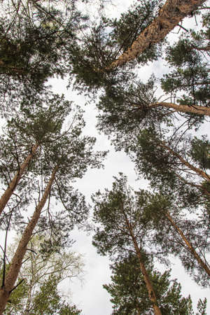 Pine trees against the blue sky view from the bottom, pine forest landscape.の写真素材