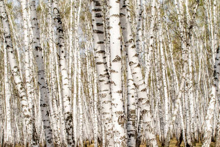 White birch trees forest background, spring.の写真素材