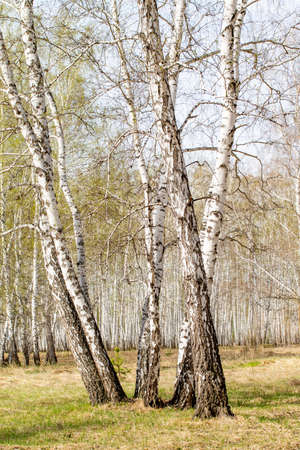 Birch trees forest grass early spring landscape forest area.の写真素材