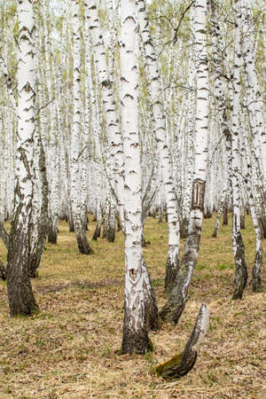 Birch trees forest grass early spring landscape forest area.の写真素材