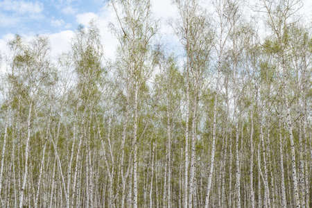 White birch trees forest background, spring.の写真素材