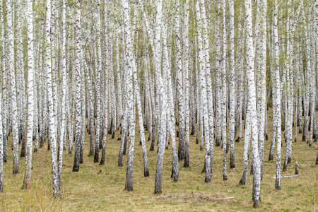 Birch trees forest grass early spring landscape forest area.の写真素材