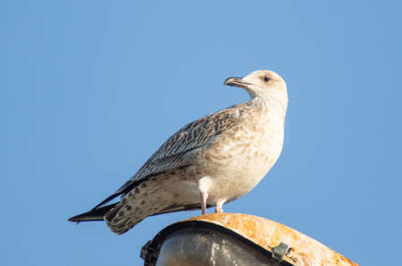 White seagulls are sitting on a light pole.の写真素材