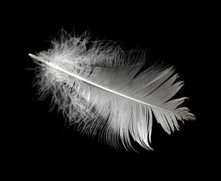 White swan feather on a black background in the air. Abstract white feathers floating in the air.の写真素材