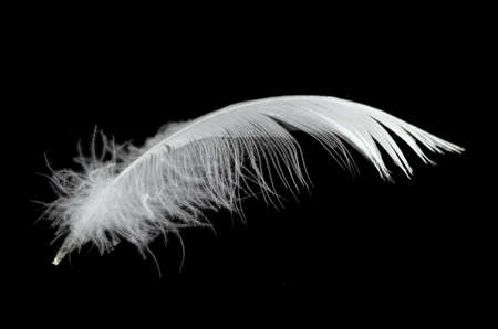 White swan feather on a black background in the air. Abstract white feathers floating in the air.の写真素材