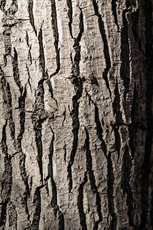 Texture of tree bark, gray background.