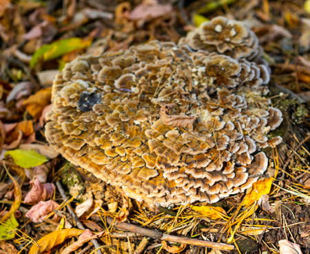 Autumn landscape, mushrooms on an old stump.
