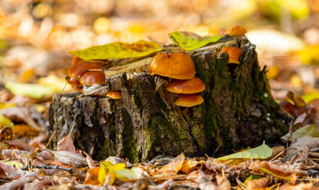 Autumn landscape, mushrooms on an old stump.の写真素材