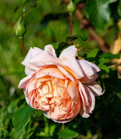 The Rose . Beautiful flower closeup, summer landscape, blurry green background.の写真素材