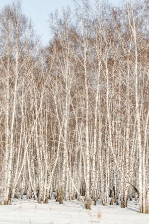 Birch forest winter landscape.の写真素材