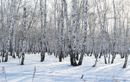 Birch forest winter landscape.の写真素材