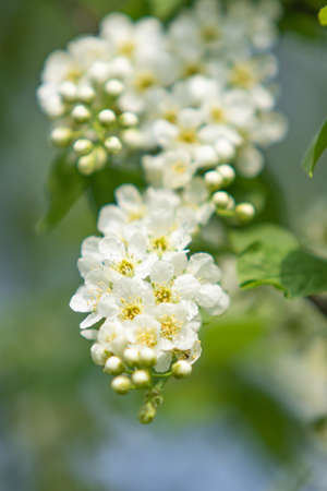 Flowers white cherry in the green leaves of the tree.