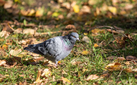 Wild dove, yellow leaves in the grass.の写真素材