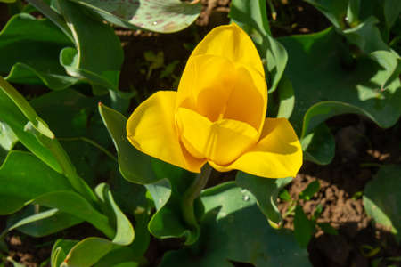 Tulip flowers against the blue sky, bottom view, red, white and yellow.