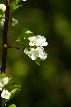 Apple orchard in bloom. White flowers of apple trees, green leaves close up.の写真素材