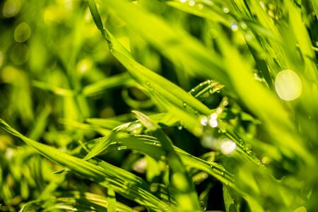 Green grass with raindrops, landscape closeup.