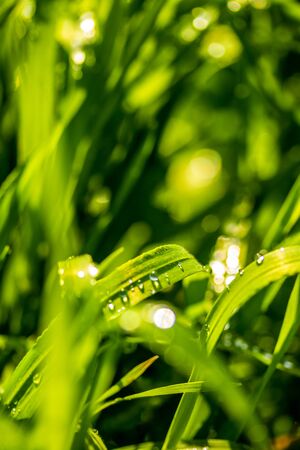 Green grass with raindrops, landscape closeup.の写真素材
