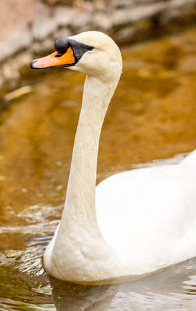 White swan swims in the water, summer pond.の写真素材