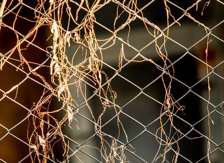 Old metal mesh fence, leafing dry grass.