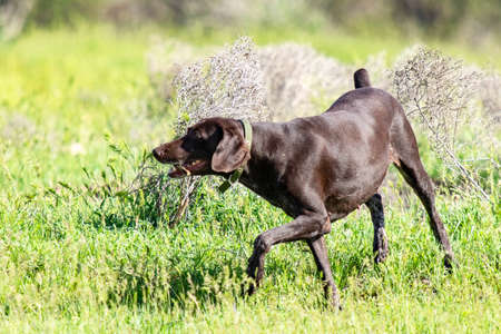 Dog hunting, nature green field summer.の写真素材