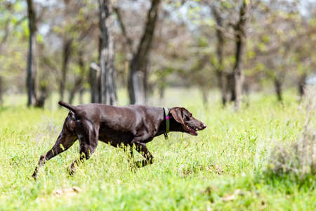 Dog hunting, nature green field summer.