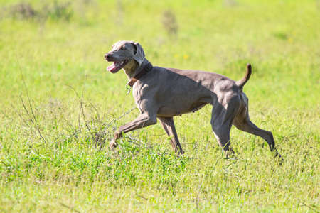 Hunting dog runs in search of prey, green grass, spring landscape.の写真素材